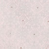 Glistening Dusty Pink Sherwani